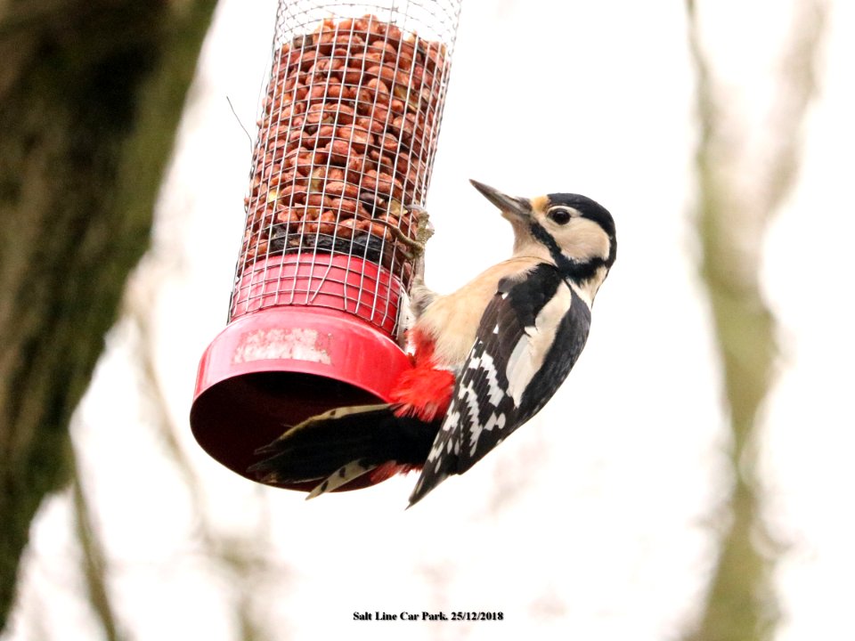 Great Spotted Woodpecker