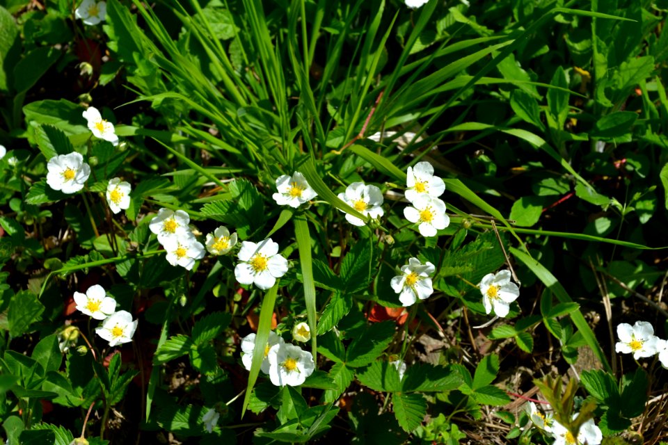 Flower of wild strawberry
