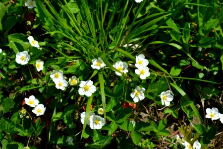 Flower of wild strawberry