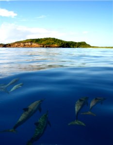 NMSAS - Spinner dolphins - Ed Lyman NOAA