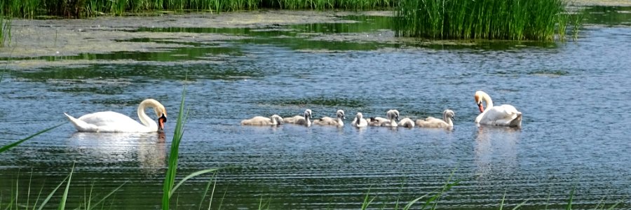 First Cygnus Family photo