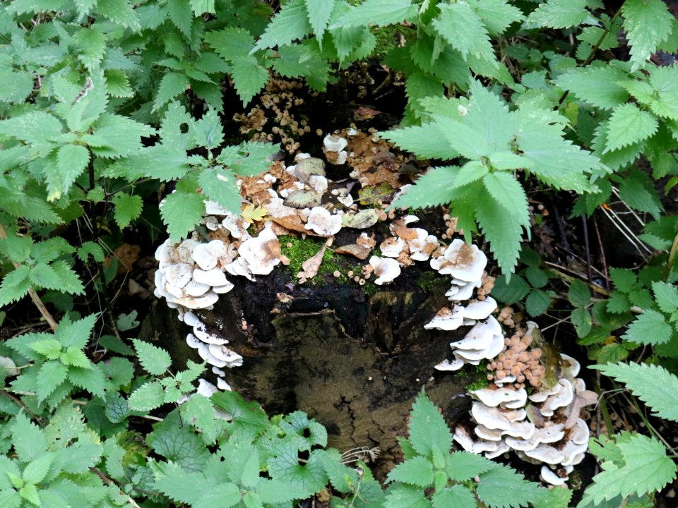 Cheshire Fungi