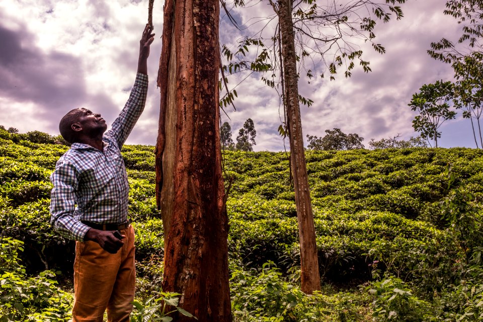 USAID Measuring Impact Conservation Enterprise Retrospective (Uganda; International Gorilla Conservation Program) photo