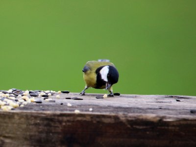 A Great Tit photo