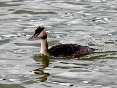 Great Crested Grebe photo