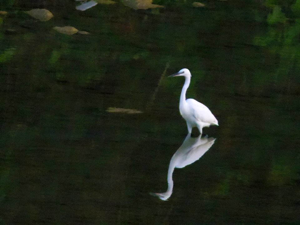 02.09.2013 Pian di Setta - Bologna - Pentax Q + MTO 500mm russian mirror lens