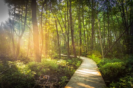 Trees wood planks