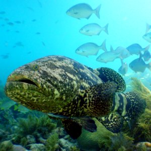FKNMS - Goliath Grouper With Remora