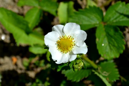 Strawberry flower