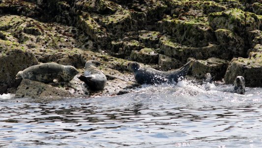 Grey Seals photo