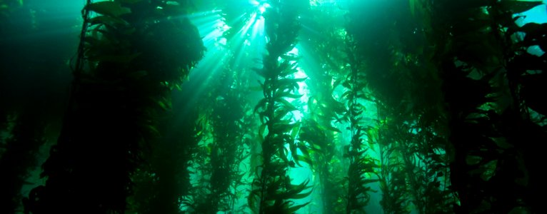 MBNMS - kelp forest - NOAA photo