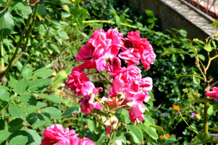 roses photo
