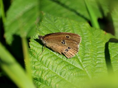 Ringlet photo