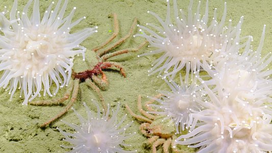 Crab and Anemone