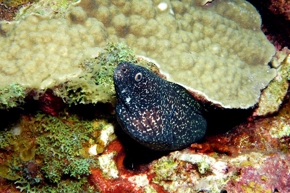 FGBNMS - spotted moray