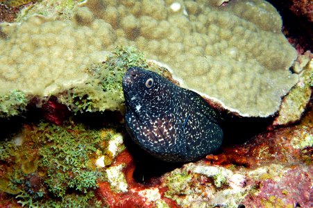 FGBNMS - spotted moray photo