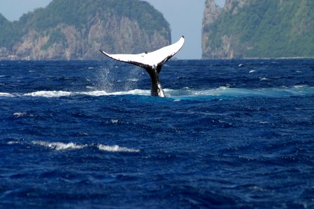 NMSAS - whale tail
