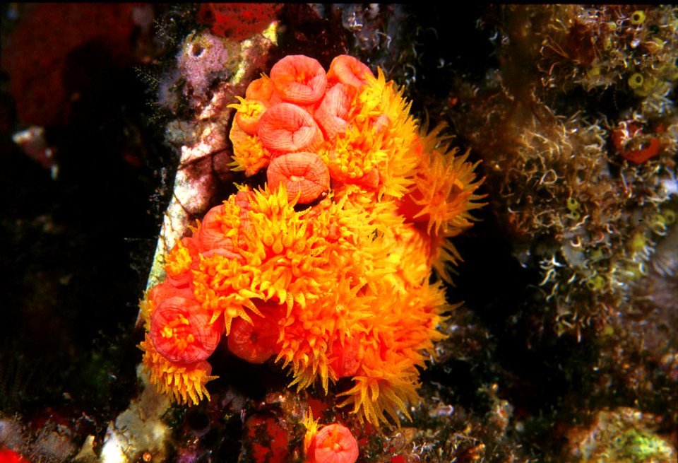 FGBNMS - FKNMS - orange cup coral