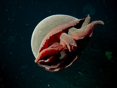 MBNMS -jellyfish photo