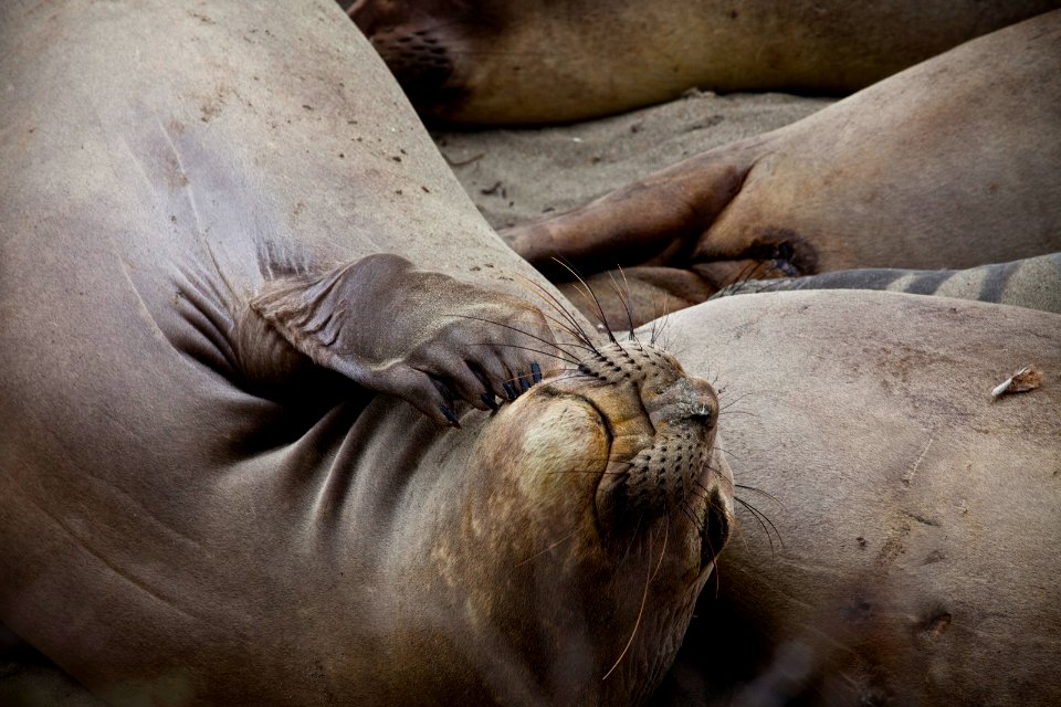 MBNMS - Elephant Seal