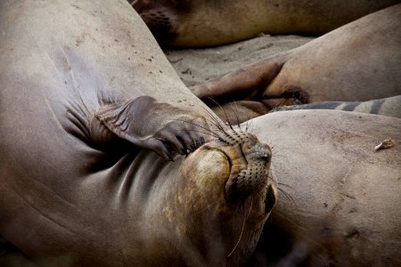 MBNMS - Elephant Seal photo