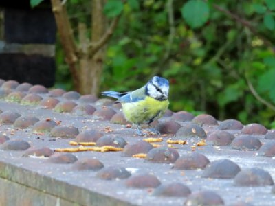 Blue Tit photo