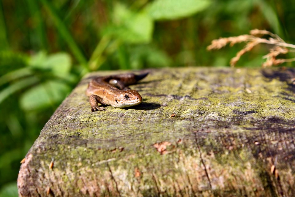 Lézard, au 18/55 photo