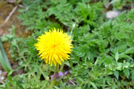 Flowers in the garden