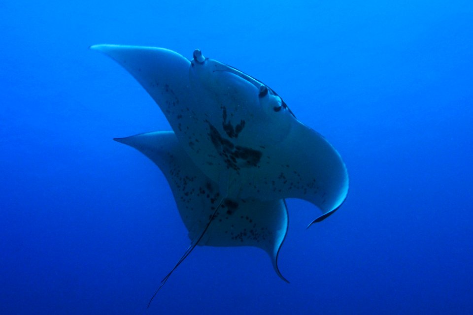 Pair of Manta Rays