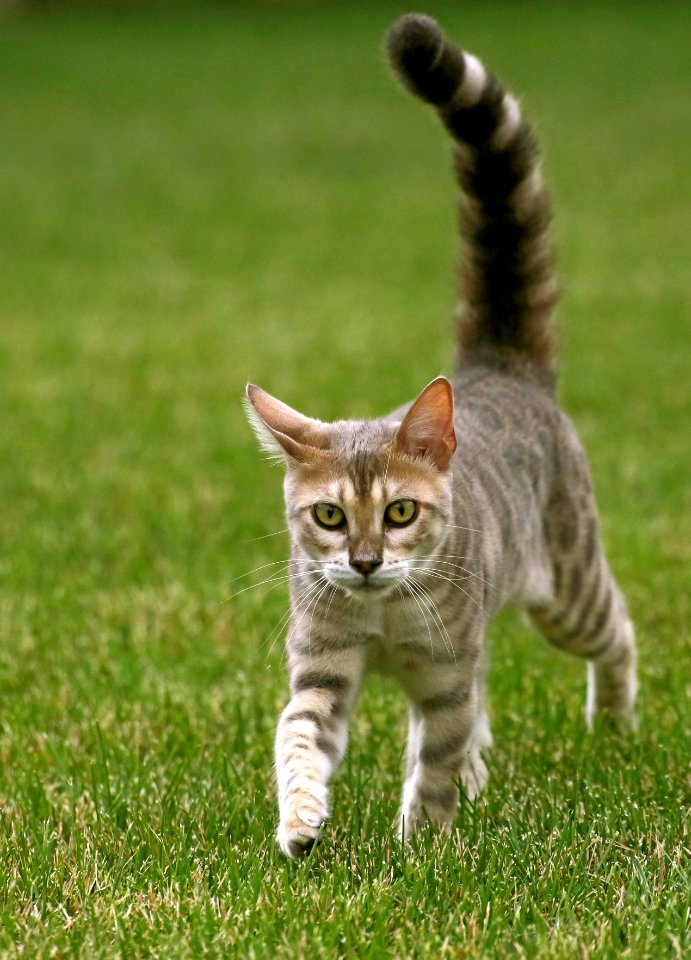 Blue bengal kitten: taste of freedom - 5
