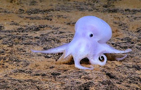 PMNM - Casper - New Octopod Species