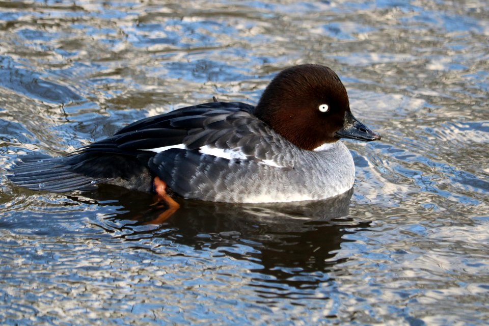 Female Goldeneye, Bucephala clangula