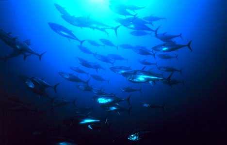 GFNMS - bluefin tuna