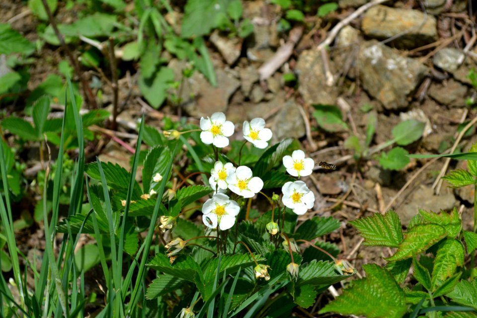 Flower of wild strawberry