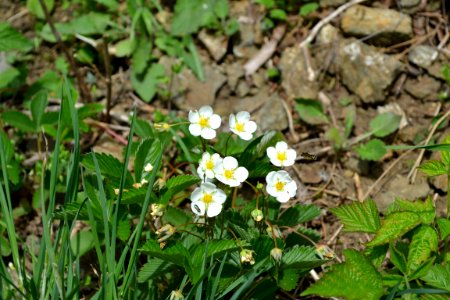 Flower of wild strawberry