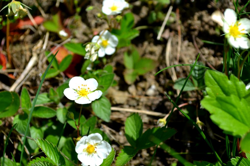 Flower of wild strawberry