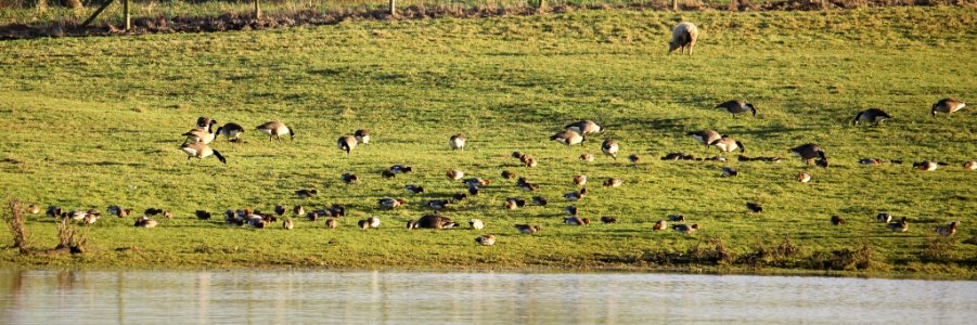 Wigeon Grazing 1 photo