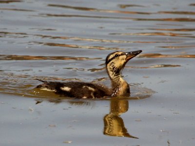 Rode Heath Duckling