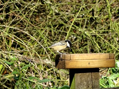 Coal Tit