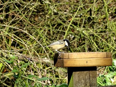 Coal Tit photo