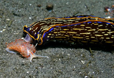 MBNMS - Navanax Inermis Pursuing And Eating Herimessenda Opalescens- photo