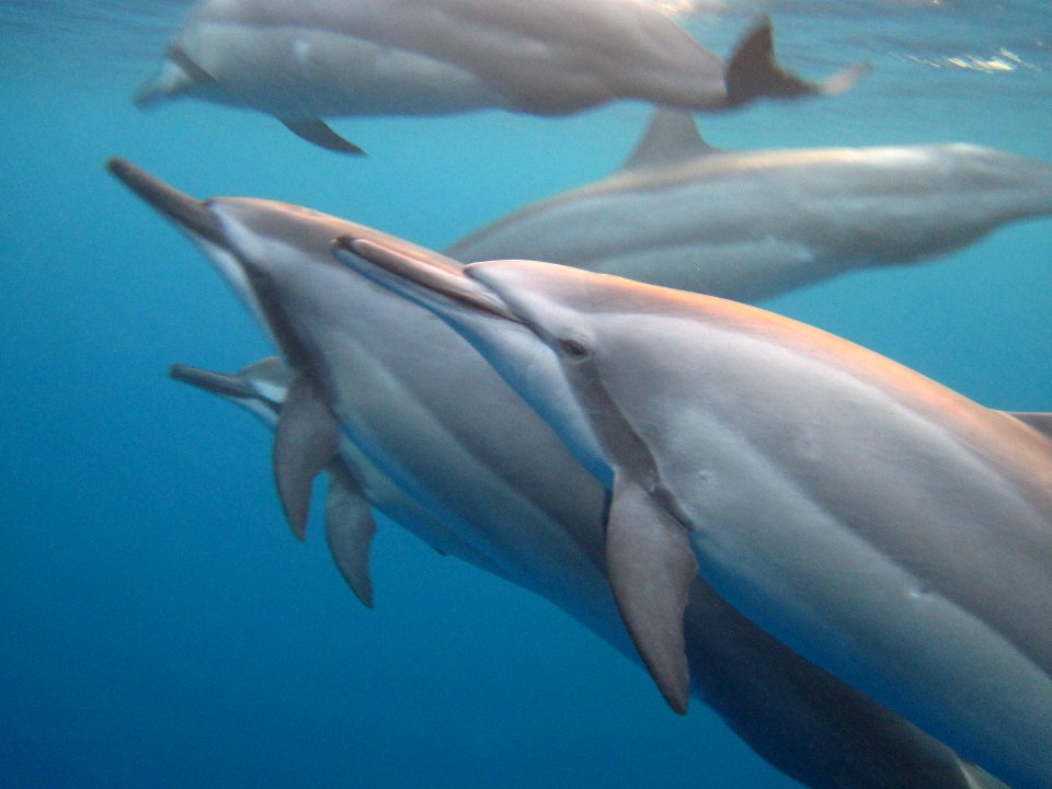 HIHWNMS - spinner dolphins