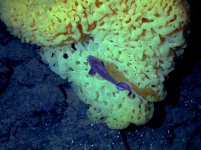 MBNMS - Yellow Ruffle Sponge - Davidson Seamount