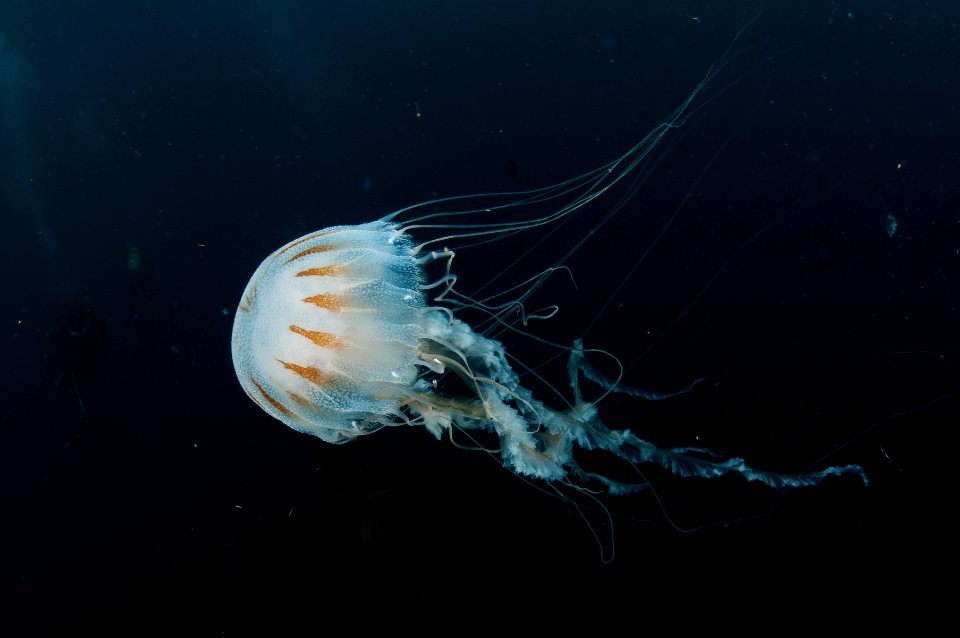 FGBNMS -- Sea Nettle