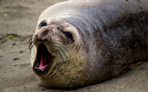 MBNMS elephant seal yawning