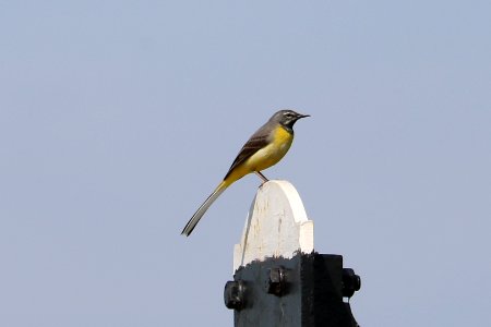 Grey Wagtail 1b