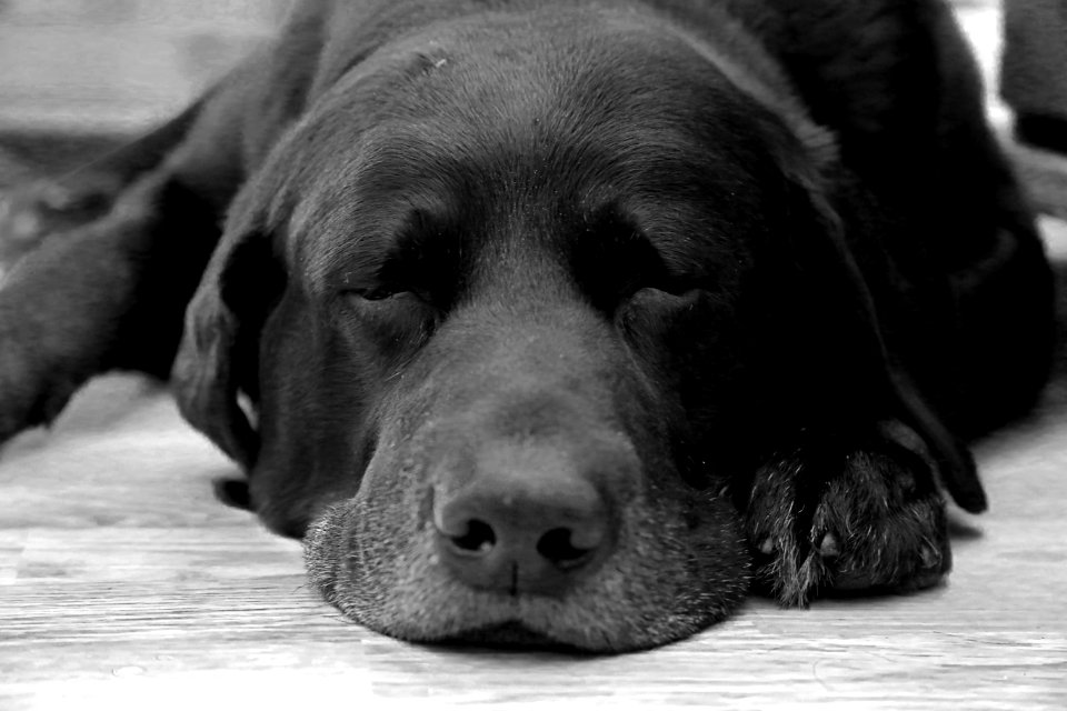 Sad old doggie, EOL