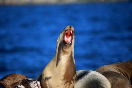 GFNMS - steller sea lion photo