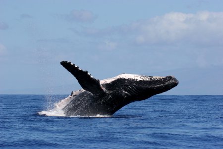 HIHWNMS - Humpback Whale Breach photo