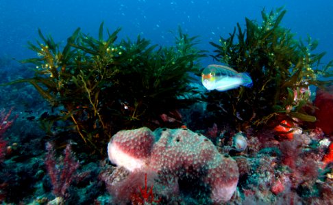 GRNMS - Painted wrasse and sargassum